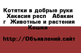 Котятки в добрые руки - Хакасия респ., Абакан г. Животные и растения » Кошки   